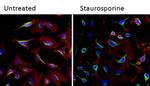 alpha Tubulin Antibody in Immunocytochemistry (ICC/IF)