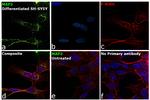 MAP2 Antibody