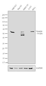 Vimentin Antibody in Western Blot (WB)