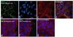 CD31 Antibody