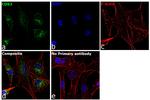 CD63 Antibody in Immunocytochemistry (ICC/IF)