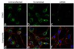 CD63 Antibody