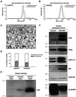 CD9 Antibody in Western Blot (WB)