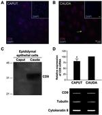 CD9 Antibody in Western Blot, Immunocytochemistry (WB, ICC/IF)