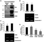 CD9 Antibody in Western Blot, Immunoprecipitation (WB, IP)