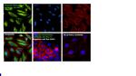 Vimentin Antibody in Immunocytochemistry (ICC/IF)