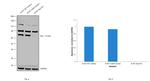 Syk Antibody in Western Blot (WB)