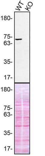 Syk Antibody in Western Blot (WB)