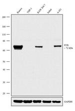 Syk Antibody in Western Blot (WB)