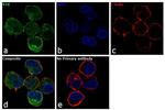 Syk Antibody in Immunocytochemistry (ICC/IF)