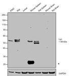 Lyn Antibody in Western Blot (WB)