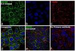 SOCS3 Antibody