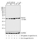 SOCS3 Antibody