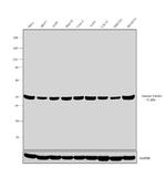 gamma Tubulin Antibody in Western Blot (WB)