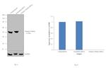 gamma Tubulin Antibody