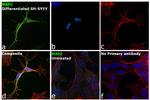 MAP2 Antibody in Immunocytochemistry (ICC/IF)