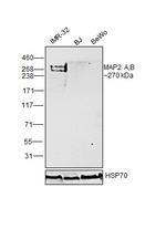 MAP2 Antibody in Western Blot (WB)