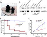 STIM1 Antibody in Western Blot (WB)