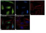 alpha Tubulin Antibody in Immunocytochemistry (ICC/IF)