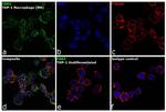 CD63 Antibody in Immunocytochemistry (ICC/IF)