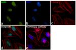 DAXX Antibody in Immunocytochemistry (ICC/IF)