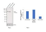 DAXX Antibody in Western Blot (WB)