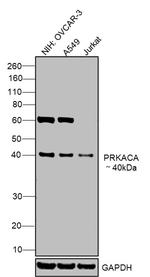 PKA alpha Antibody in Western Blot (WB)