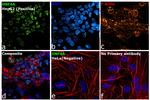 HNF4A Antibody