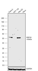 HNF4A Antibody in Western Blot (WB)