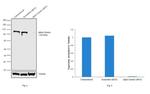 alpha Catenin Antibody in Western Blot (WB)