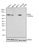 N-cadherin Antibody