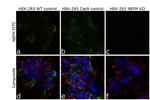 NEFM Antibody