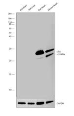 Cardiac Troponin I Antibody in Western Blot (WB)