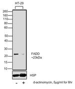 FADD Antibody