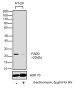 FADD Antibody in Western Blot (WB)