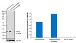 FADD Antibody in Western Blot (WB)