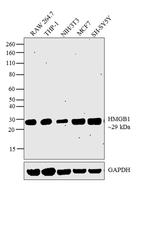 HMGB1 Antibody in Western Blot (WB)