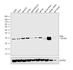 RAN Antibody in Western Blot (WB)