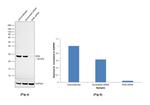 RAN Antibody