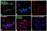 Nucleolin Antibody