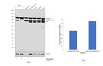 Nucleolin Antibody in Western Blot (WB)