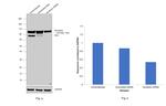 Nucleolin Antibody in Western Blot (WB)