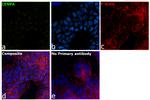 CENPA Antibody in Immunocytochemistry (ICC/IF)