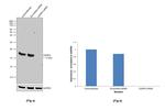 CENPA Antibody in Western Blot (WB)