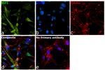 MIF Antibody in Immunocytochemistry (ICC/IF)