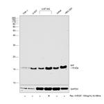 MIF Antibody in Western Blot (WB)