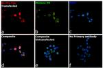 6x-His Tag Antibody in Immunocytochemistry (ICC/IF)