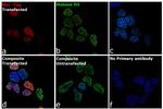 Myc Tag Antibody in Immunocytochemistry (ICC/IF)