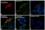 Myc Tag Antibody in Immunocytochemistry (ICC/IF)