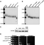 Myc Tag Antibody in Western Blot (WB)